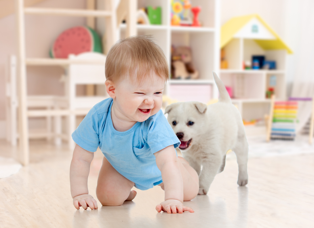 Kid playing with pet